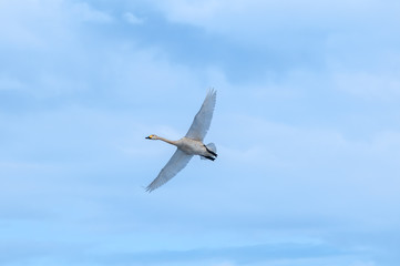 Fototapeta premium Bewick's Swan (Cygnus bewickii) in Barents Sea coastal area, Russia