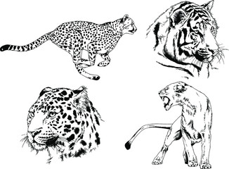 set of vector drawings on the theme of predators tigers are drawn by hand with ink tattoo logos