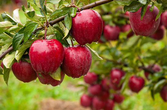 Autumn day. Rural garden. In the frame ripe red apples on a tree. It's raining Photographed in Ukraine, Cherkasy region. Horizontal frame. Color image.