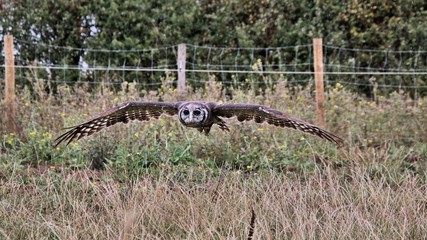 An Eagle Owl in flight