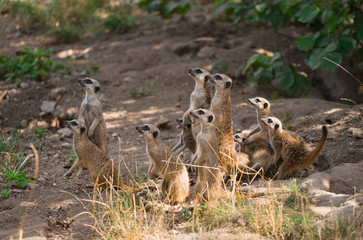 Suricata , Suricatta