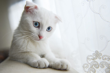 White Scottish fold kitten with blue eyes