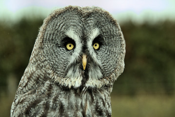 great grey owl