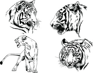 set of vector drawings on the theme of predators tigers are drawn by hand with ink tattoo logos