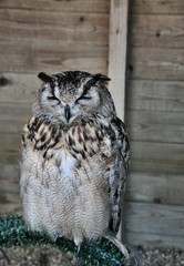 A view of an Eagle Owl