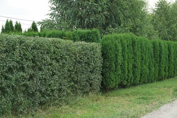 vegetative green hedge of a row of deciduous bushes and conifers outside