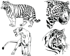 vector drawings sketches different predator , tigers lions cheetahs and leopards are drawn in ink by hand , objects with no background