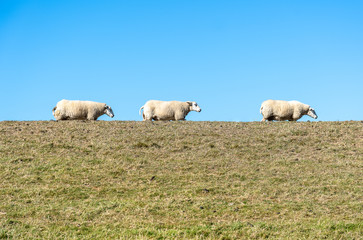 Three sheep in a row on a pasture on top of the dike