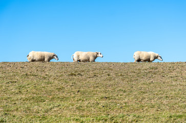 Fototapeta premium Three sheep in a row on a pasture on top of the dike