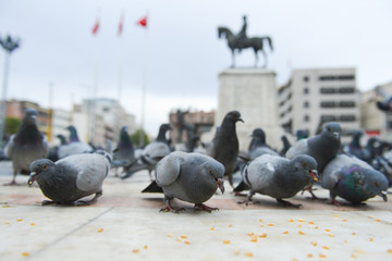Pigeons in Ulus Square - Ankara, Turkey