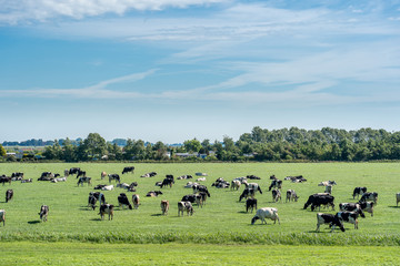 Fototapeta premium Overview image of many cows grazing in the meadow
