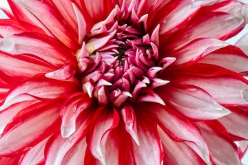 red and white dahlia flower