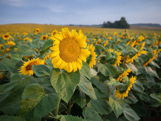 Sunflower field at sunrise