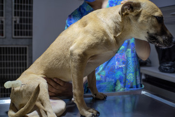 girl checks the dog's stomach