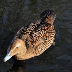 Female Eider duck on the water