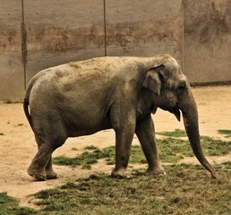 A view of an Elephant