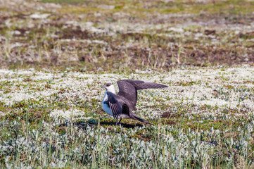 Parasitic Jaeger (Stercorarius parasiticus) in Barents Sea coastal area, Russia