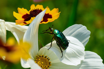 Kruszczyca złotawka © Daniel