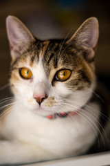 cat seeing you in the comfort of his home