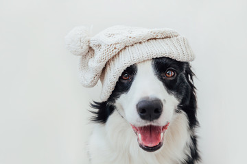 Naklejka na ściany i meble Funny studio portrait of cute smiling puppy dog border collie wearing warm knitted clothes white hat isolated on white background. Winter or autumn portrait of new lovely member of family little dog.
