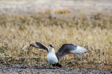 Parasitic Jaeger (Stercorarius parasiticus) in Barents Sea coastal area, Russia