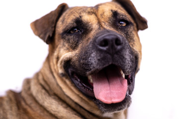 Obraz premium stray dog looking at you on the sidewalk