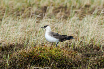 Parasitic Jaeger (Stercorarius parasiticus) in Barents Sea coastal area, Russia