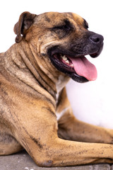 a stray dog resting on the sidewalk