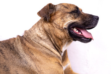 Obraz premium stray dog resting on the sidewalk