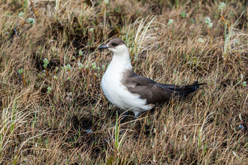 Parasitic Jaeger (Stercorarius parasiticus) in Barents Sea coastal area, Russia