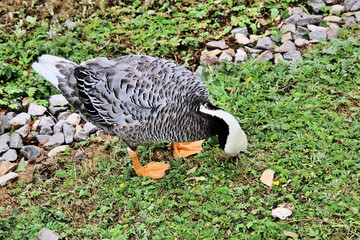A close up of an Emporer Goose
