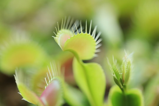 ハエトリグサ Images Browse 481 Stock Photos Vectors And Video Adobe Stock