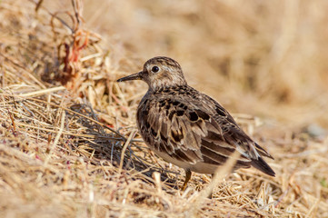 Temminck's Stint (Calidris temminckii) in Barents Sea coastal area, Russia