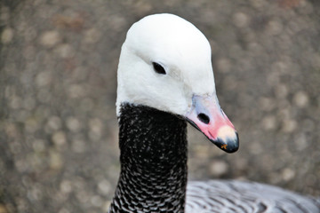 A close up of an Emporer Goose