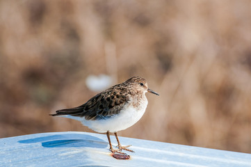 Temminck's Stint (Calidris temminckii) in Barents Sea coastal area, Russia