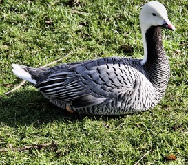Emporer goose on the grass