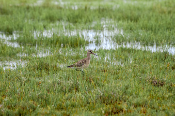 Bar-tailed Godwit (Limosa lapponica) in Barents Sea coastal area, Russia