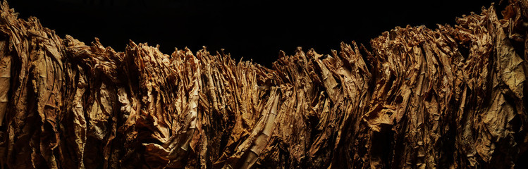 Tobacco. Banner. Classical way of drying tobacco leaves.