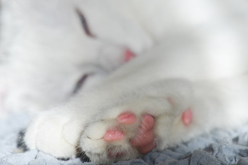 White Scottish fold kitten with blue eyes - Paws in focus