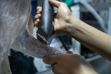 Obraz premium hand shaving the dog's paw