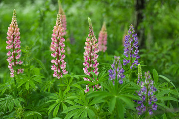 beautiful purple lupines flowers on green background