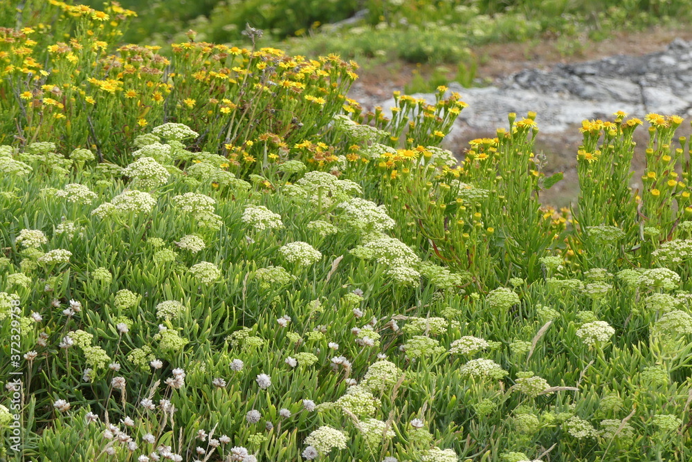 Sticker field of wild flowers 