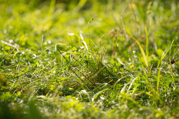 Background from green grass on which the sun is shining. Selective focus