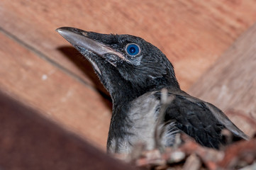 Hooded Crow (Corvus cornix) fledgeling in Barents Sea coastal area, Russia
