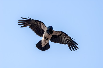 Hooded Crow (Corvus cornix) in Barents Sea coastal area, Russia