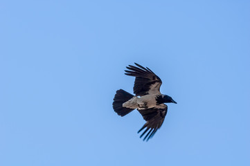 Hooded Crow (Corvus cornix) in Barents Sea coastal area, Russia