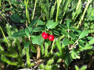 lingonberry
