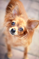 Russian long-haired toy terrier. Red toy terrier, close-up portrait