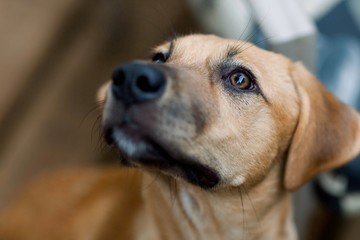 golden retriever puppy