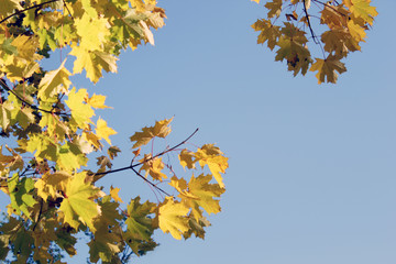 yellow maple leaves